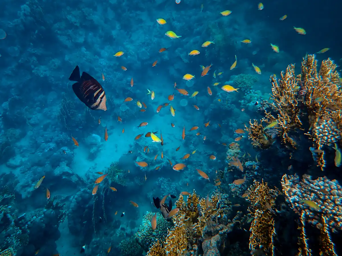 Fish swimming around corals on a reef, one of the best places to scuba dive
