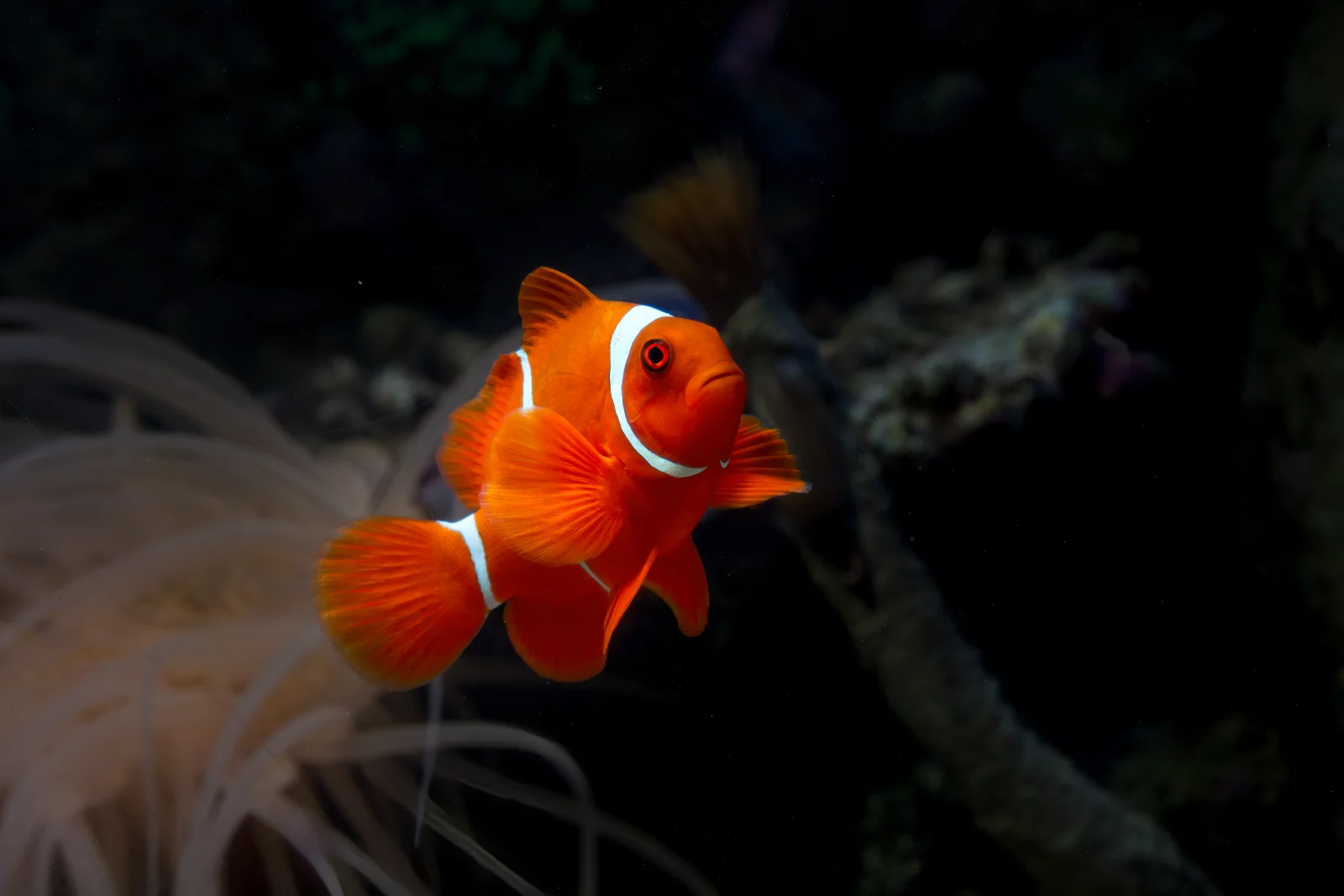 Clownfish among the tentacles of a sea anemone