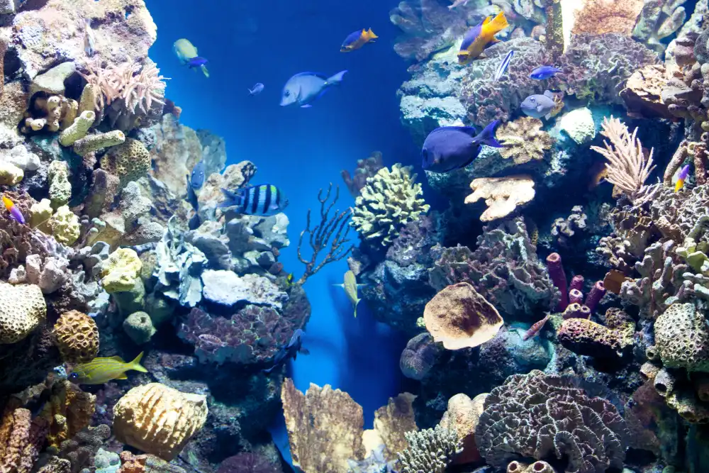Coral reef animals and tropical fish swimming among corals