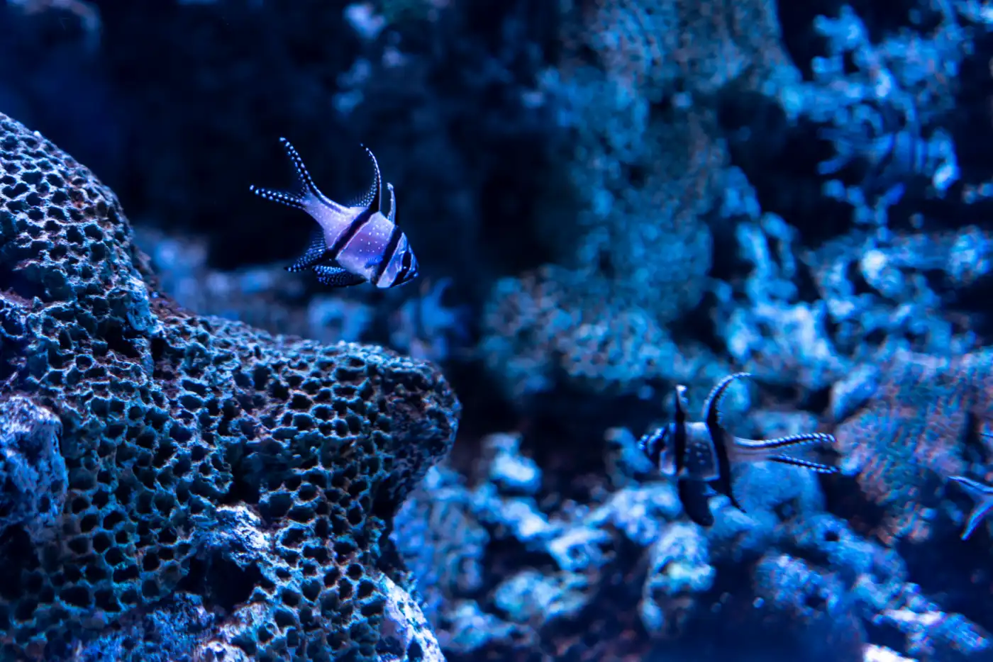 Corals and reef fish under clear blue water
