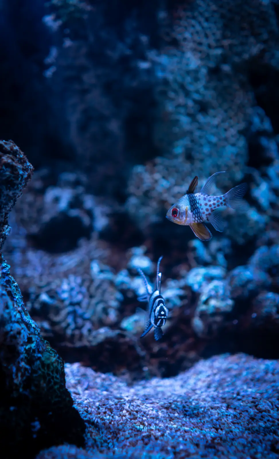 Corals sheltering small coral reef fish