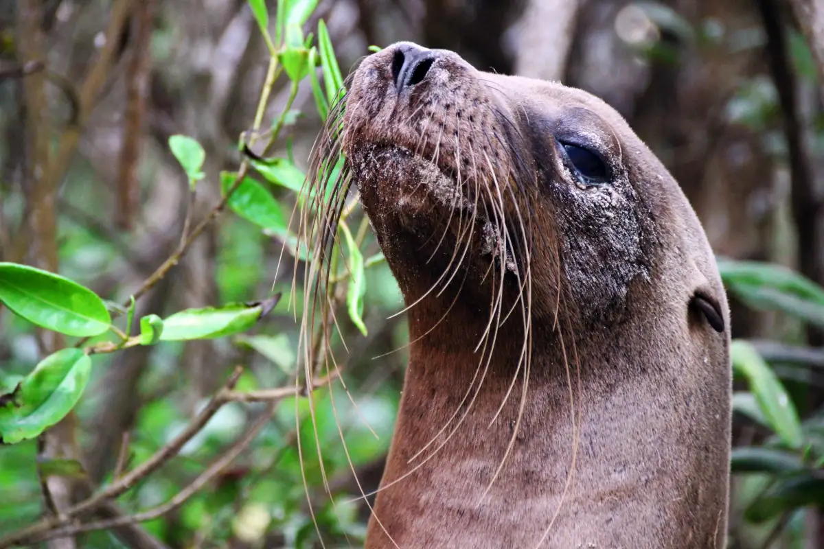 Sea lion close-up in the Galapagos Islands