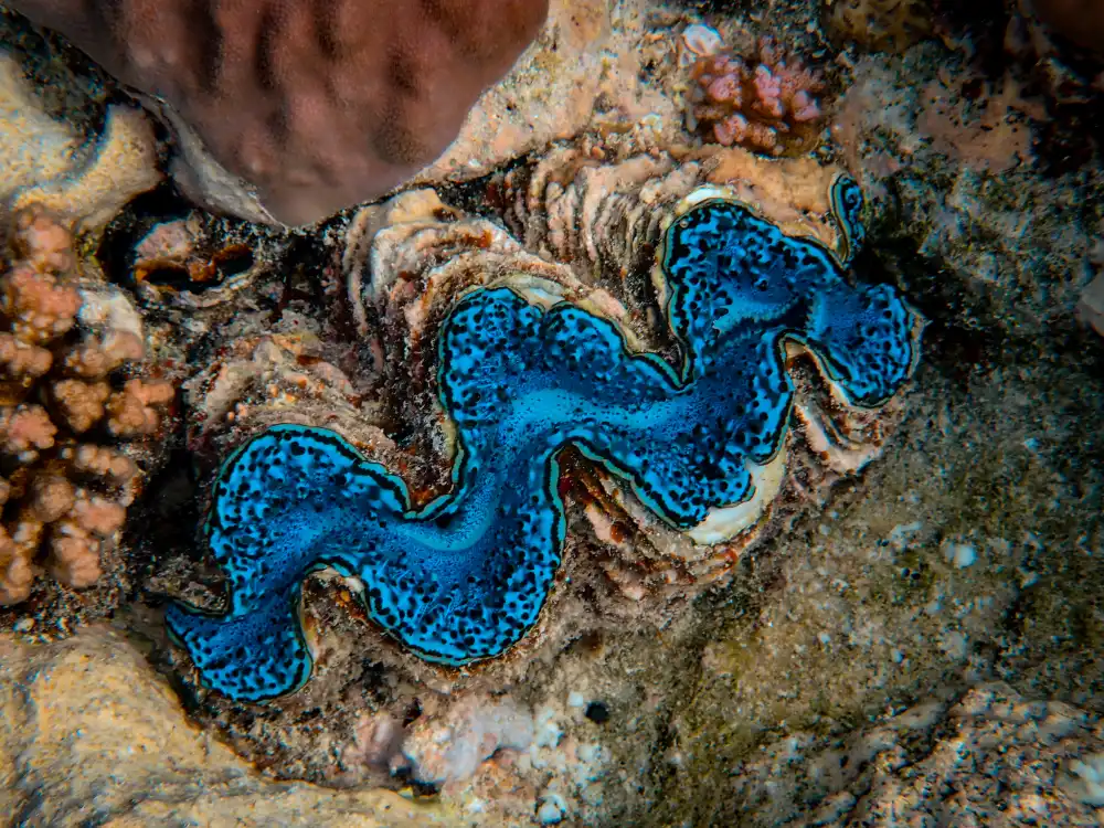 Giant clam with a bright blue mantle on the reef