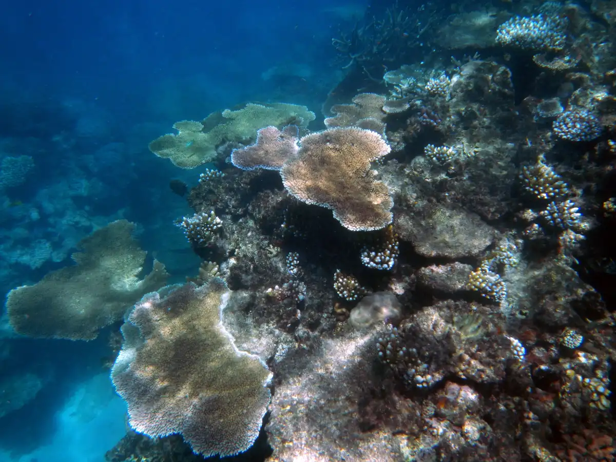 Hard corals on the Great Barrier Reef in Australia