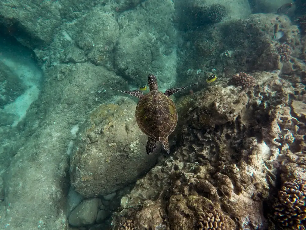 Sea turtle resting on a rocky coral reef