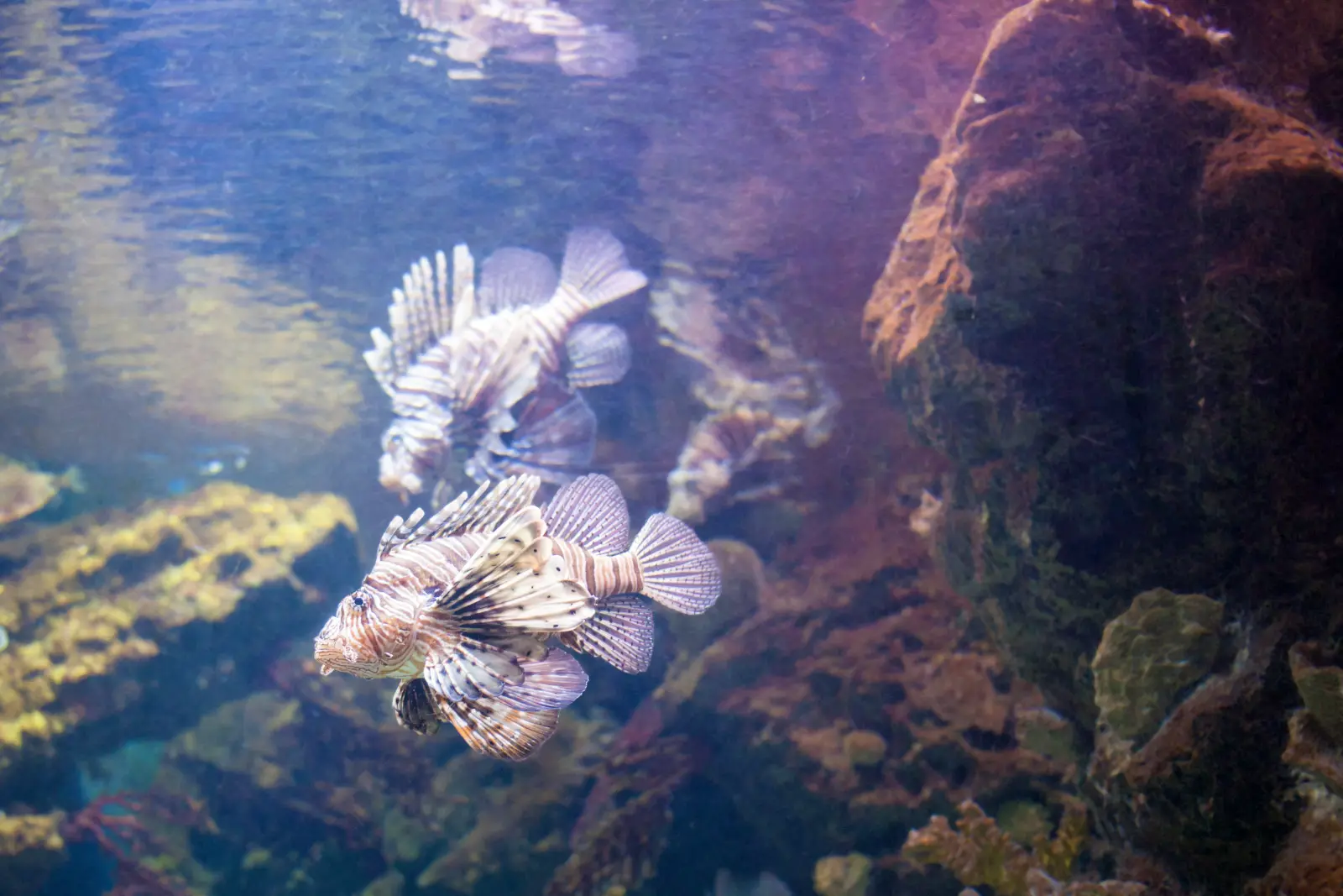 Lionfish hovering over a coral reef, an invasive species in the Atlantic