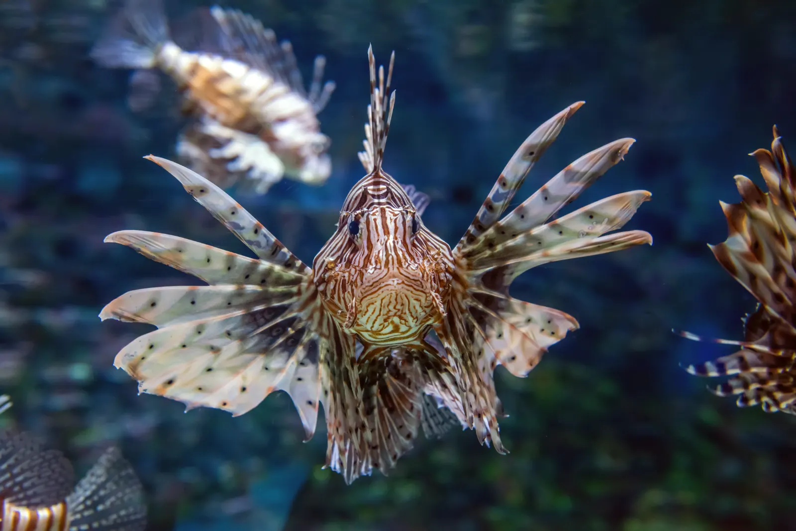 What Makes Lionfish Invasive and How Reefs Are Affected