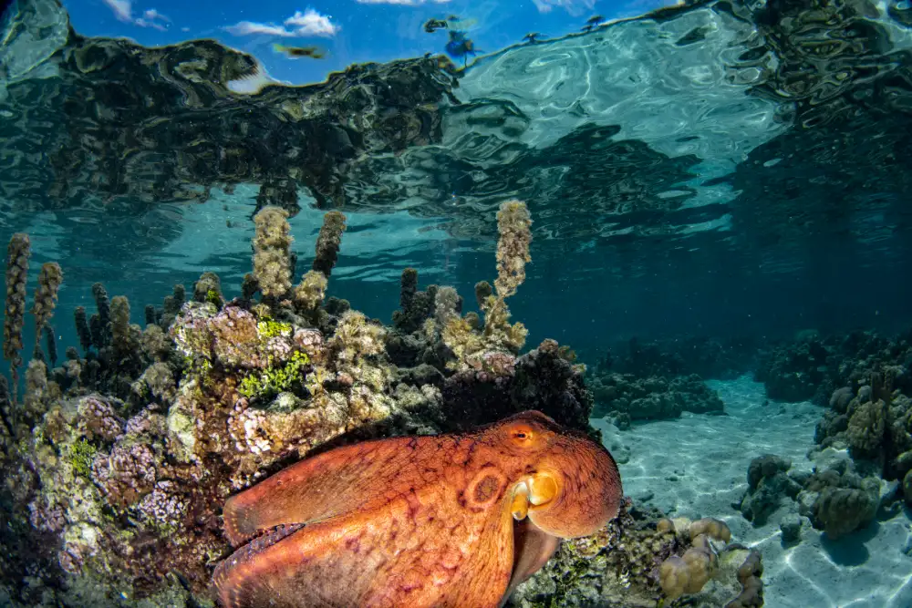 Octopus on a coral reef