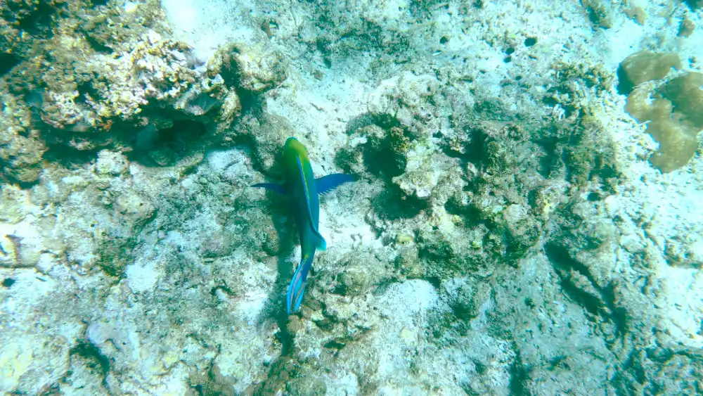 Parrotfish swimming over a rocky coral reef