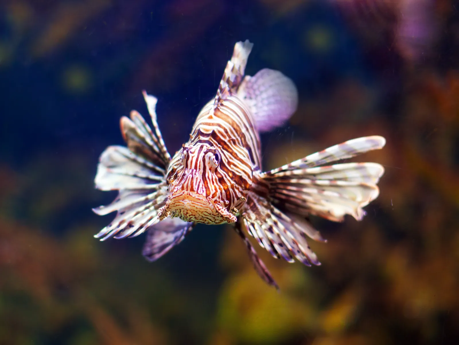 Red lionfish with spread venomous spines