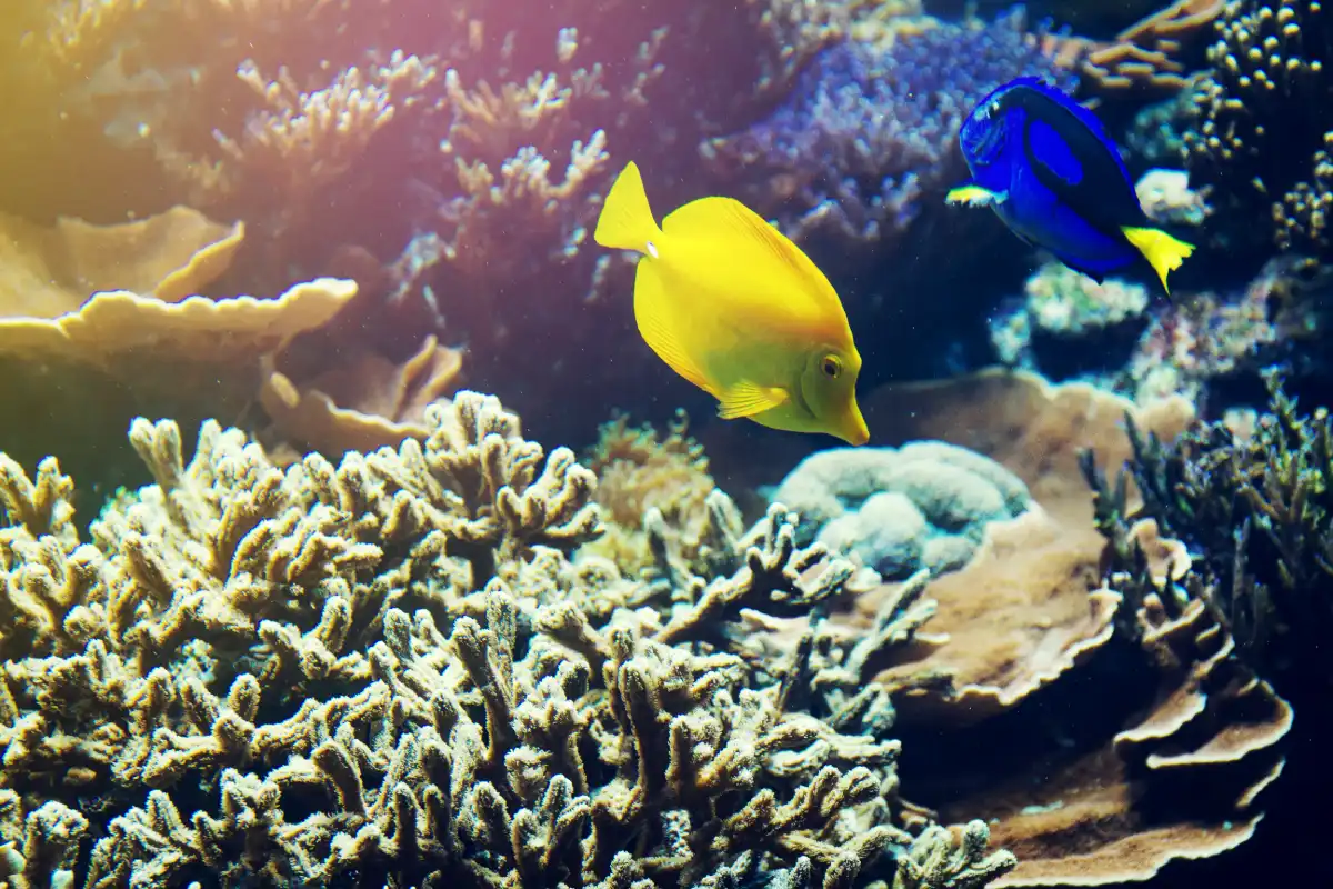 Colorful fish and corals in the Red Sea