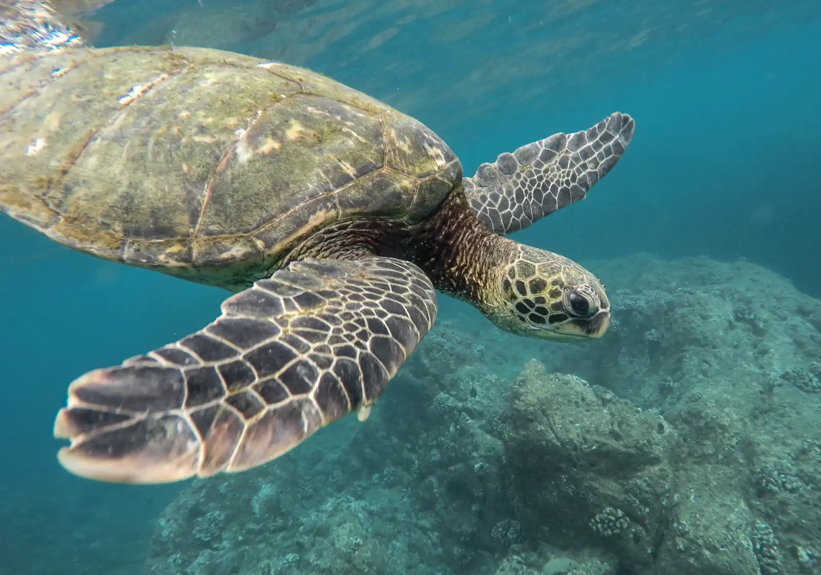 Sea turtle swimming close to the camera over a reef