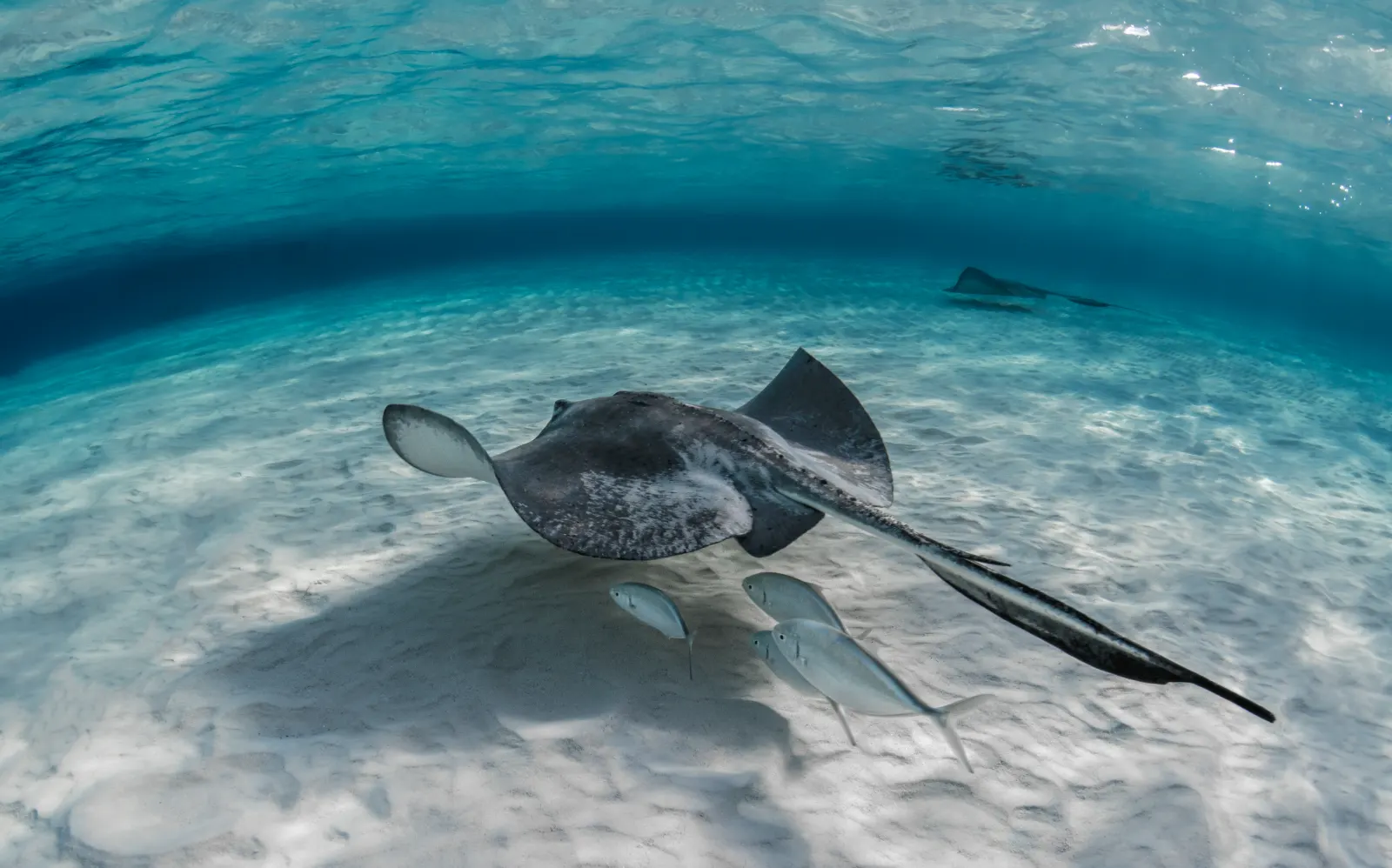 Stingray gliding over a sandy bottom with small fish
